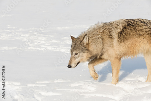 Grey Wolf (Canis lupus) Moves Left One Paw Up Winter