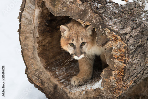Female Cougar (Puma concolor) Peers Out of Hollow Log to Right Winter