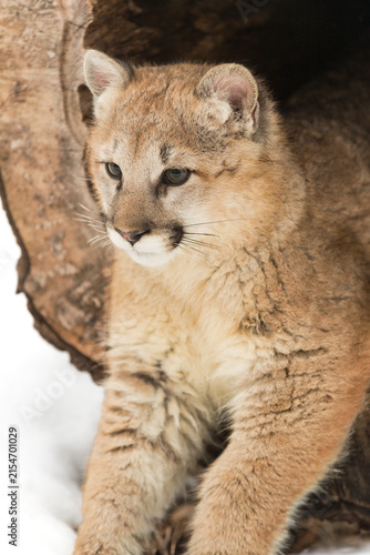 Female Cougar (Puma concolor) Hangs Front Legs Out of Hollow Log Winter