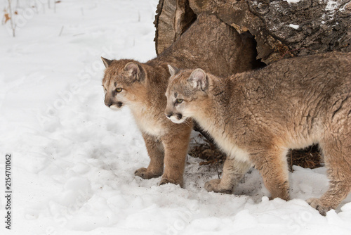 Cougars (Puma concolor)  Step Out of Hollow Log Looking Left Winter