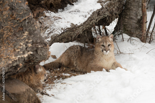 Cougars (Puma concolor)  Lie Together Under Fallen Tree Winter