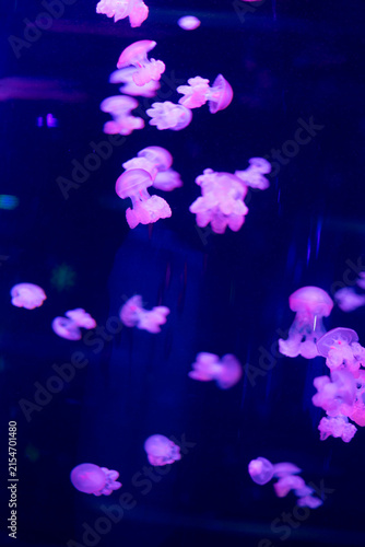 Bild auf Leinwand Group of translucent Bioluminescent jellyfish glowing vibrant purple while swimming through a dark ocean tank display