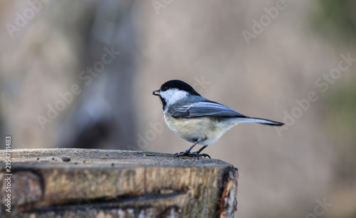 Fotografie Black-Capped Chickadee Holding a Seed on a Wooden Stump