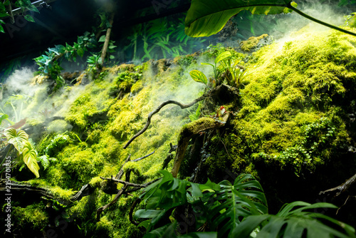 Lush moss covered tropical forest with dense greenery and mist creating a magical rainforest atmosphere.
