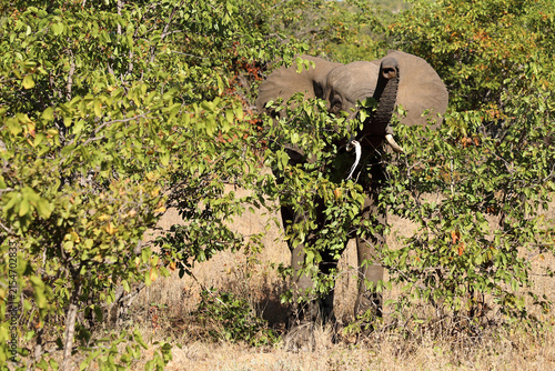 Photography Afrikanischer Elefant / African elephant / Loxodonta africana