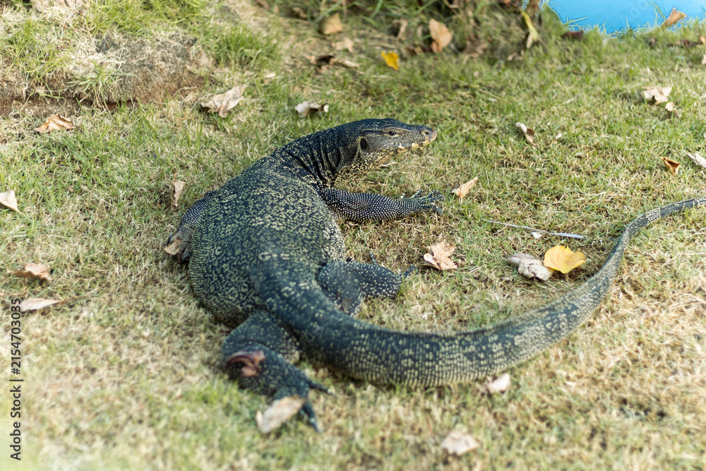 Obraz premium Large water monitor lizard lying across grass outdoors, showcasing detailed scales, muscular legs, elongated body, and a remarkably long tail.