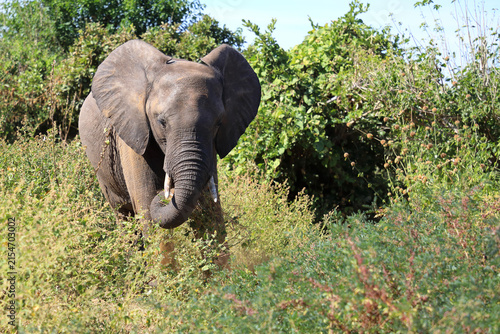 Photography Afrikanischer Elefant / African elephant / Loxodonta africana
