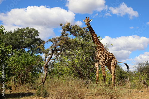 Canvas Print Giraffe / Giraffe / Giraffa camelopardalis