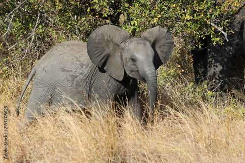 Photography Afrikanischer Elefant / African elephant / Loxodonta africana