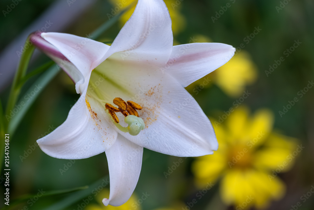 Fototapeta premium Beautiful White Lily Flower Blooming in a Summer Garden