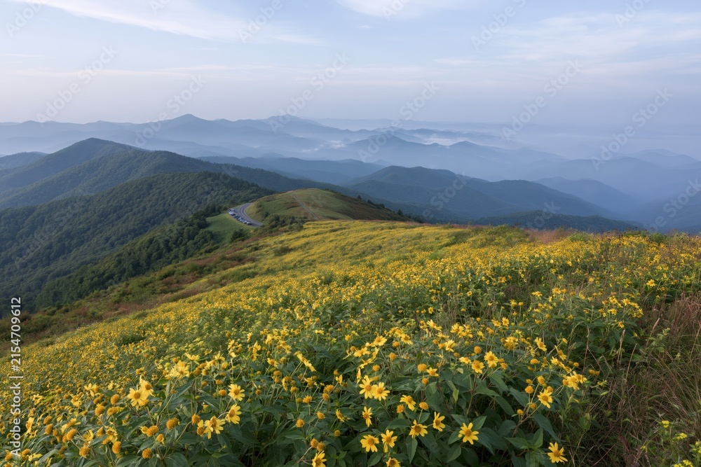 Obraz premium The Yellow Flower Meadow on a Serene Mountain Ridge Overlooking Distant Valleys