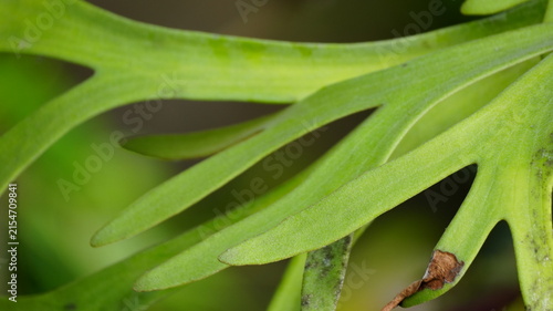 фотографія Macro Close-up of Vibrant Green Staghorn Fern Leaves with Forked Pattern and Blu