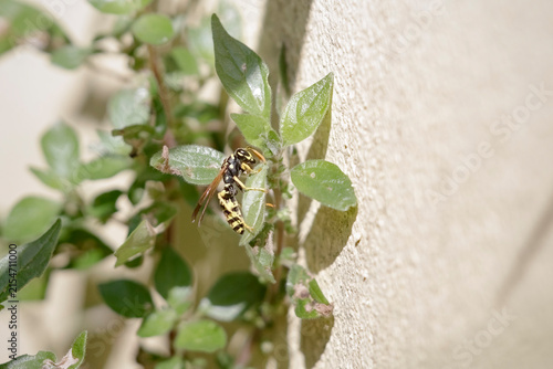 European wasp macro