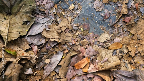 Layered dry leaf litter in earthy brown tones across a natural forest floor, providing detailed organic texture for backgrounds and