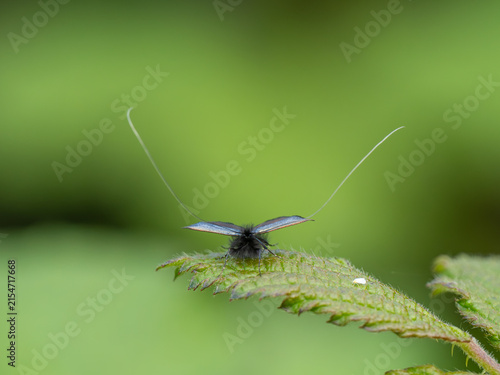 Green Longhorn Moth on a Bramble Leaf