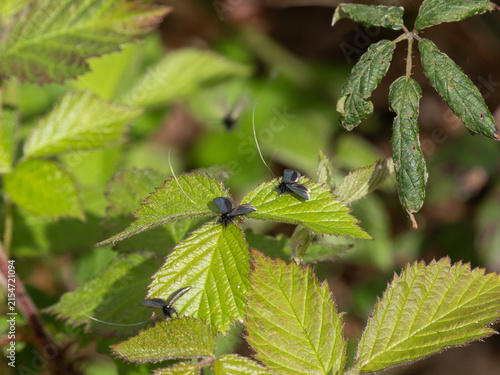 Green Longhorn Moth on a Bramble Leaf