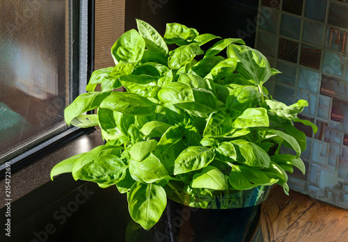 Fresh basil green plant spice inside pot on wood table inside