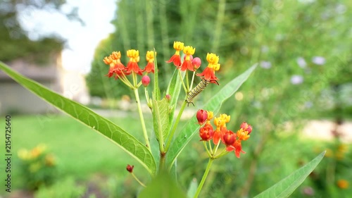 wide angle close up of a monarch caterpillar with its head buried in the blossoms of a tropical milkweed flowering plant