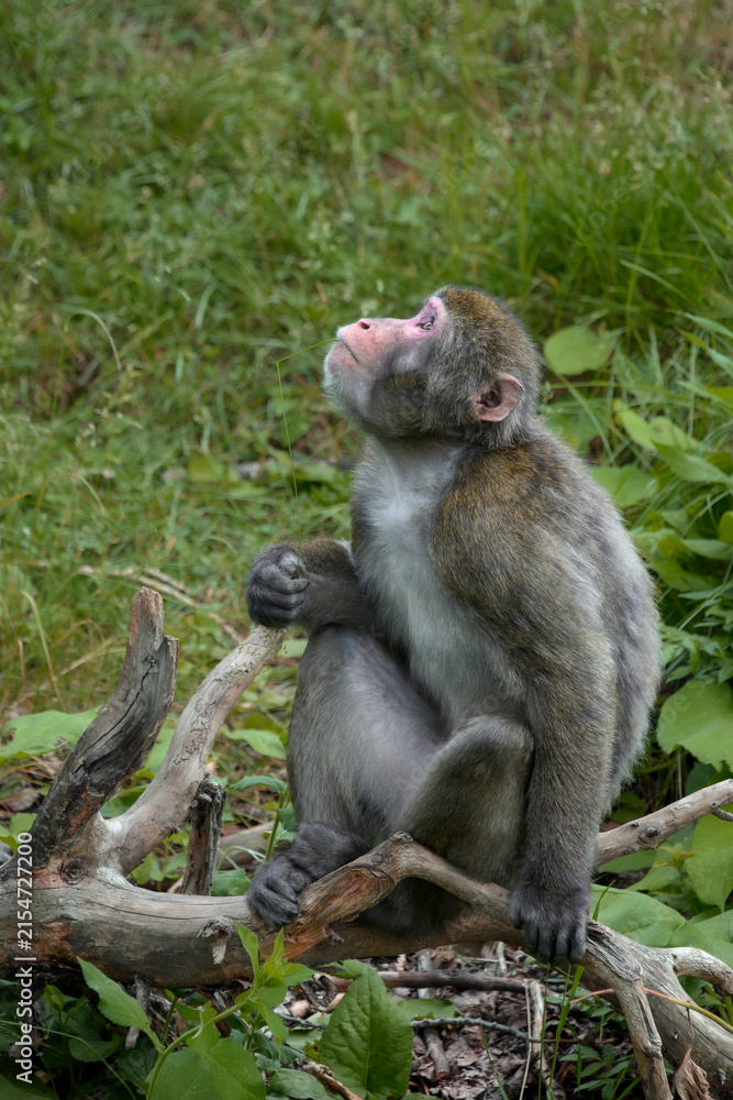 Obraz na płótnie Japanese macaque - Macaca fuscata