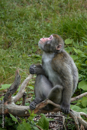 Bild auf Leinwand Japanese macaque - Macaca fuscata