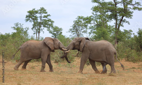Принти на полотні Afrikanischer Elefant / African elephant / Loxodonta africana