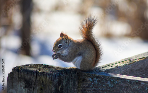 Red Squirrel Eating on Wooden Fence in Winter Backlight