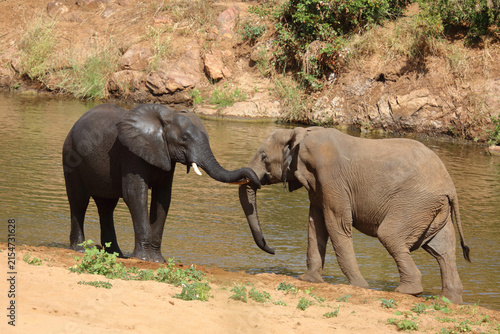 Photography Afrikanischer Elefant / African elephant / Loxodonta africana