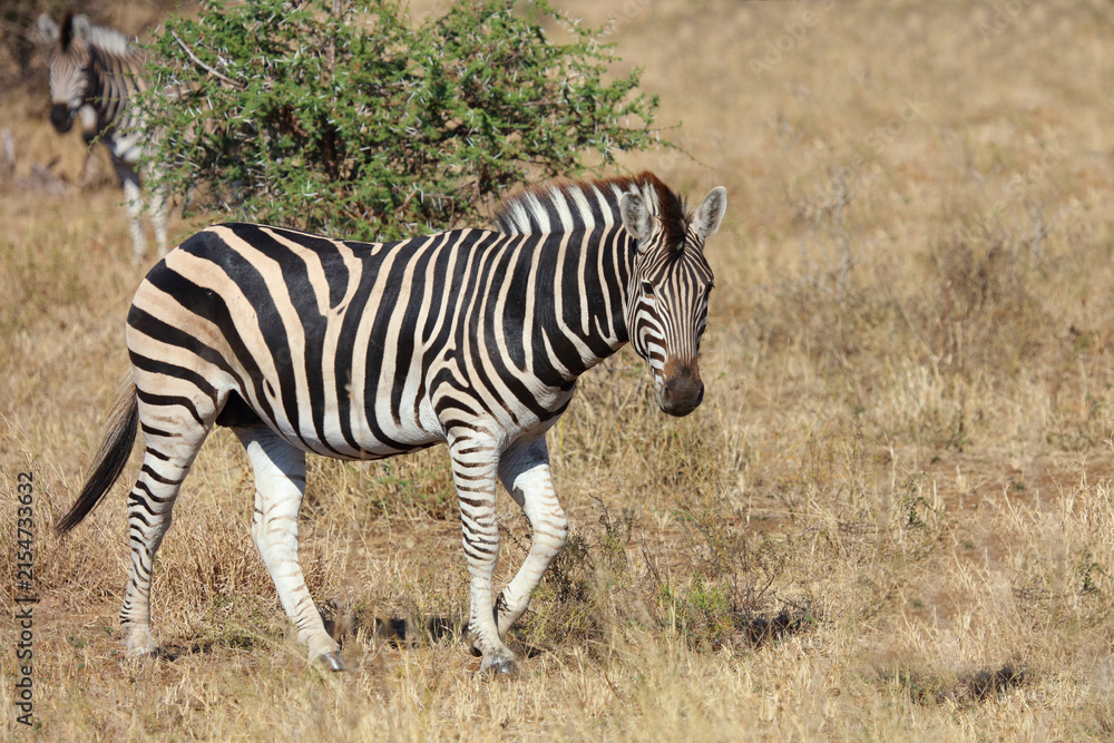Obraz premium Steppenzebra / Burchell's zebra / Equus quagga burchellii