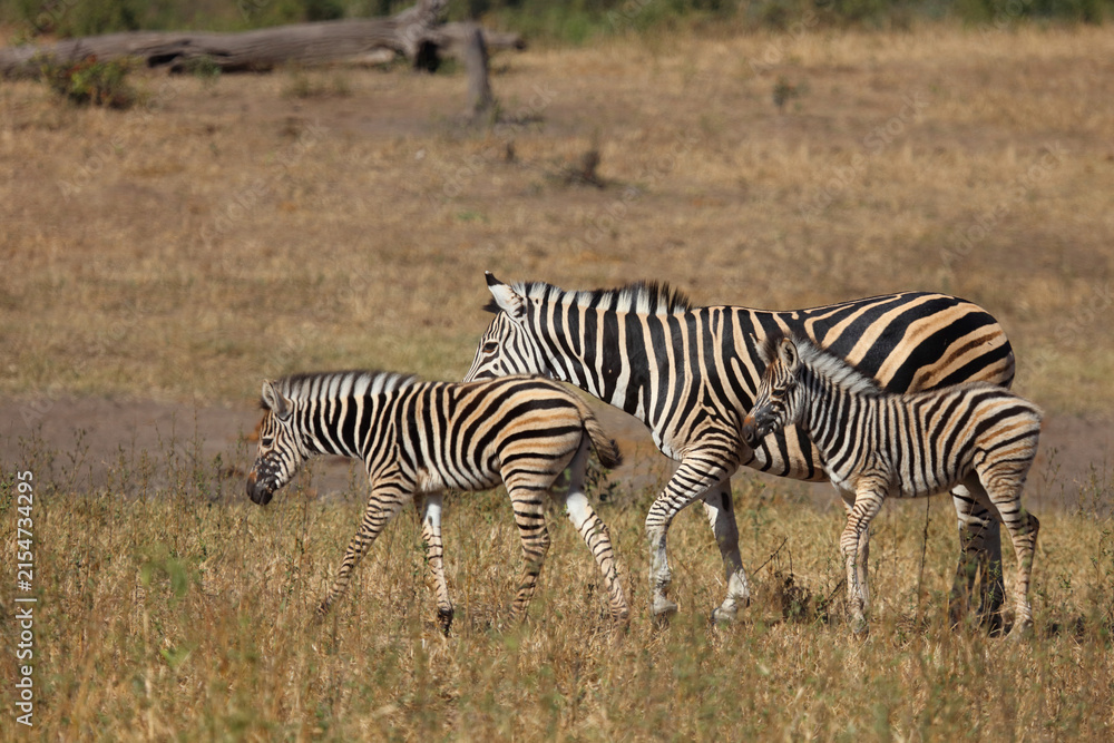 Obraz premium Steppenzebra / Burchell's zebra / Equus quagga burchellii