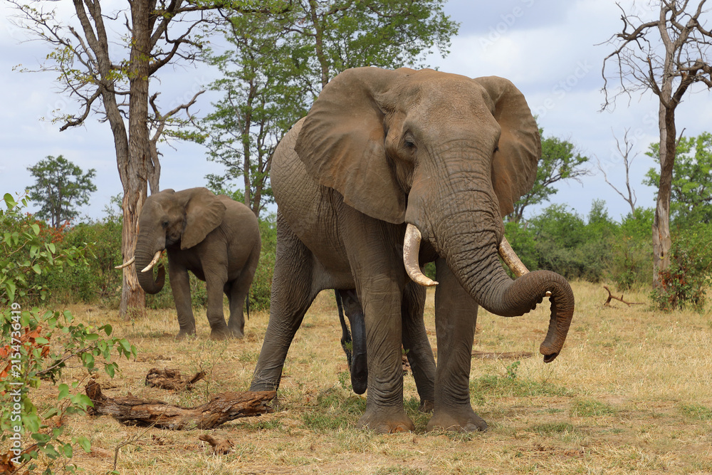 Fototapeta premium Afrikanischer Elefant / African elephant / Loxodonta africana