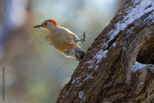 Cuadro en lienzo Red-bellied woodpecker taking off. Central New Jersey, USA.