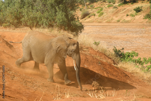 Canvas Print Afrikanischer Elefant / African elephant / Loxodonta africana