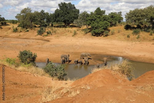 Obraz na plátně Afrikanischer Elefant am Mphongolo River/ African elephant at Mphongolo River /