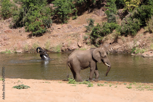 Fotografie Afrikanischer Elefant am Mphongolo River/ African elephant at Mphongolo River /