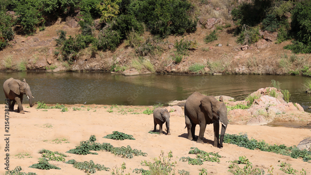 Obraz premium Afrikanischer Elefant am Mphongolo River/ African elephant at Mphongolo River / Loxodonta africana
