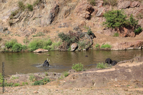 Fotografie Afrikanischer Elefant im Mphongolo River/ African elephant in the Mphongolo Rive
