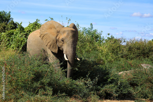 Photography Afrikanischer Elefant / African elephant / Loxodonta africana