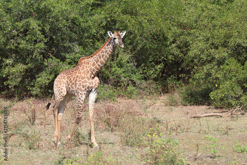 Canvas Print Giraffe / Giraffe / Giraffa camelopardalis