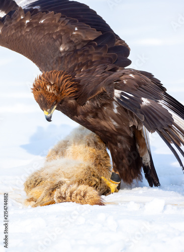A large eagle caught a fox against a backdrop of snow. A bird of prey hunts its prey. A golden eagle sits in the snow, clinging to its prey. Falconry. A national tradition of Asia. Berkutchi,