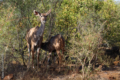 Fotografía Großer Kudu / Greater kudu / Tragelaphus strepsiceros