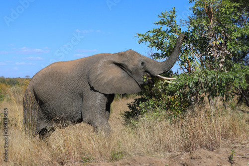 Canvas Print Afrikanischer Elefant / African elephant / Loxodonta africana