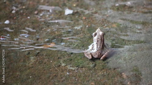 Bild auf Leinwand Close-up Rear View of a Small Brown Frog Resting in Shallow Water Ripples on a M