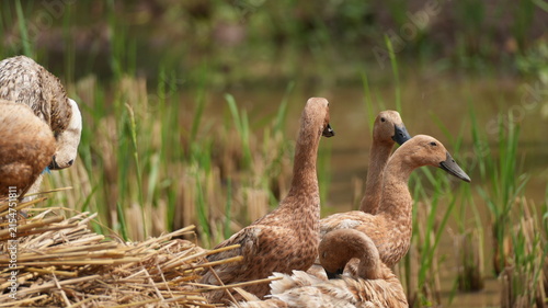 Group of domestic brown ducks foraging in a harvested paddy rice field in a rural agricultural farm