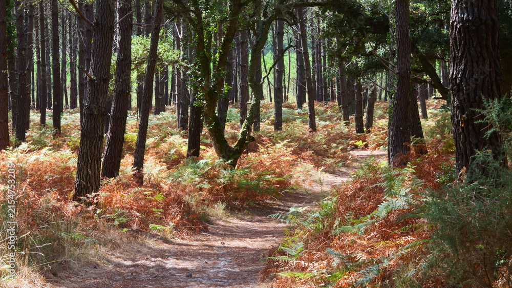 Fototapeta premium Cork oak and pine forest in southwestern France