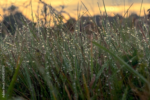 Sparkling dew drops clinging to green grass blades at sunrise, radiating freshness, purity, and the serene beauty of a new day in nature for wellness and conservation campaigns