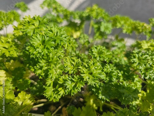fresh green parsley