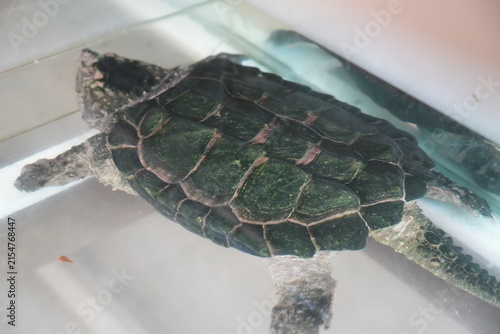 Konstfotografi Alligator Snapping Turtle Portrait in Tank