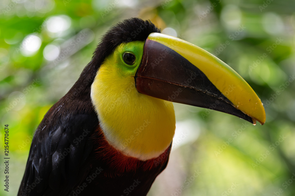 Obraz premium Yellow-throated toucan (Ramphastos ambiguus) portrait in tropical rainforest, Costa Rica