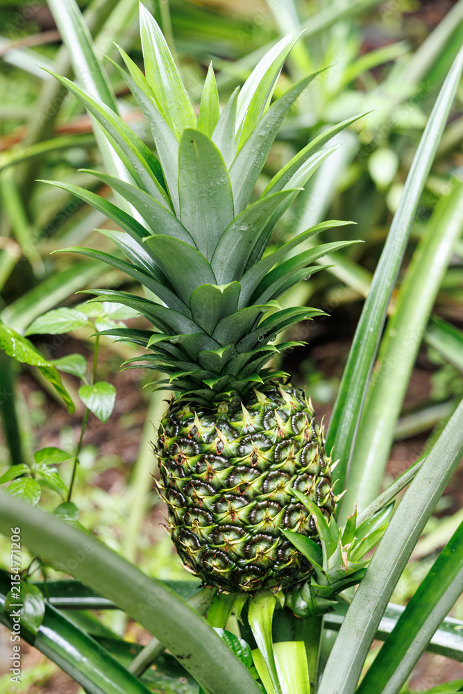 Obraz premium Unripe pineapple fruit growing on plant in agricultural field, Costa Rica
