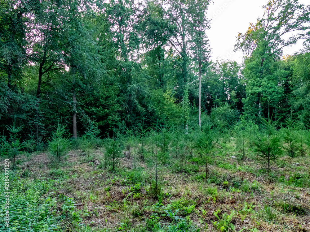 Obraz premium Wiederaufforstung im Mischwald